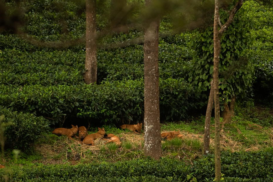 Wild dogs or dhole Cuon alpinus, rest in the shade of tea plants after a meal. Many plantations though dominated by humans, can be used even by predators such as these without coming into conflict with people.